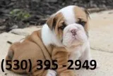 Kilpf affordable english bulldog puppies