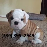 Hnhyu affordable english bulldog puppies