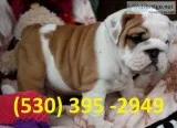 Hjmnk affordable english bulldog puppies