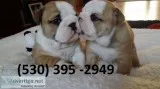 Awhbg affordable english bulldog puppies