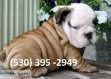 Kloip affordable english bulldog puppies