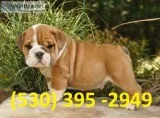Qasxw affordable english bulldog puppies