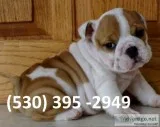 Jikop affordable english bulldog puppies