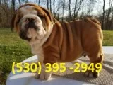 Aqzxe affordable english bulldog puppies