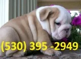 Tgyhi affordable english bulldog puppies