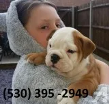 Rderf affordable english bulldog puppies