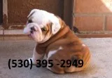 Hjnmk affordable english bulldog puppies