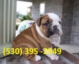 Qaews affordable english bulldog puppies