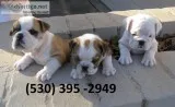 Ftyui affordable english bulldog puppies