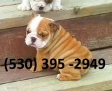 Grvaq affordable english bulldog puppies
