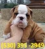 Bthui affordable english bulldog puppies