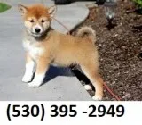 Jukilop lovable shiba inu puppies 
