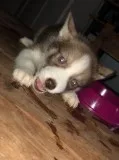 Siberian husky puppies now ready for you