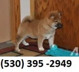 Retryuiol lovable shiba inu puppies