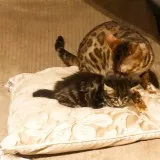 We have 6 beautiful bengal cross kittens