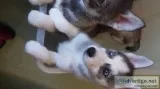 4 siberian husky puppies now ready