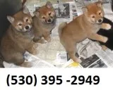 Fvbnhqws lovable shiba inu puppies 