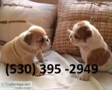 Hfgff affordable english bulldog puppies