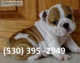 Dhjh affordable english bulldog puppies