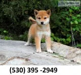 Hujiolpd lovable shiba inu puppies