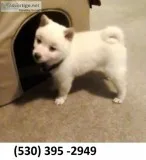 Lrgrrfvg lovable shiba inu puppies