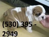 Fvdwe affordable english bulldog puppies