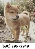 Cdwqased lovable shiba inu puppies