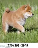 Yuiklop lovable shiba inu puppies