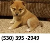 Vvrftyui lovable shiba inu puppies