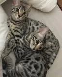 Beautiful bengal kittens for sale now 