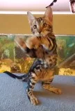 We have beautiful bengal kittens for