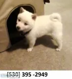 Ergtg registered shiba inu puppies ready
