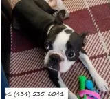 Almost six weeks old-looking for loving 