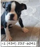1 stunning girl left (pick of the litter