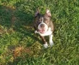 2 beautiful pups left