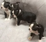Kc registered boston terriers 3 boys 1 g