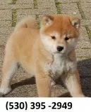 Wqasx registered shiba inu puppies ready