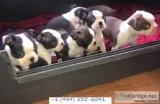 Boston terrier pups for sale
