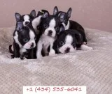 Kc registered boston terrier pups
