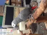 Dea neat congo african grey parrots 