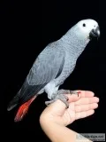 Ys neat congo african grey parrots 