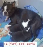 Male boston terrier puppies