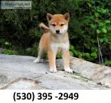 Edcvf registered shiba inu puppies ready