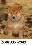 Ytrui registered shiba inu puppies ready