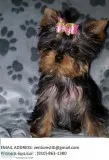 Hjudt teacup yorkshire terrier puppies 