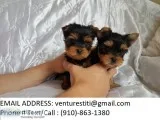 Hgyt teacup yorkie puppies for sale 