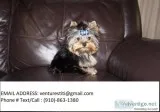 Jkhgdt yorkshire terrier pups for sale 