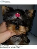 Mkler yorkshire terrier puppies for sale