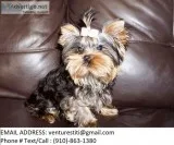 Uyhdg yorkie puppies for sale 