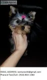 Lodsf teacup yorkie puppies 